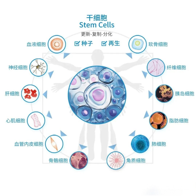 干细胞会不会篡改基因？